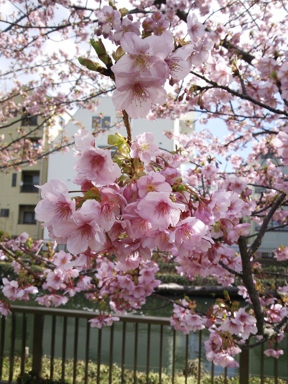 訪問看護の道中もうお花見気分です。河津桜｜ブログ｜健和会訪問看護ステーション