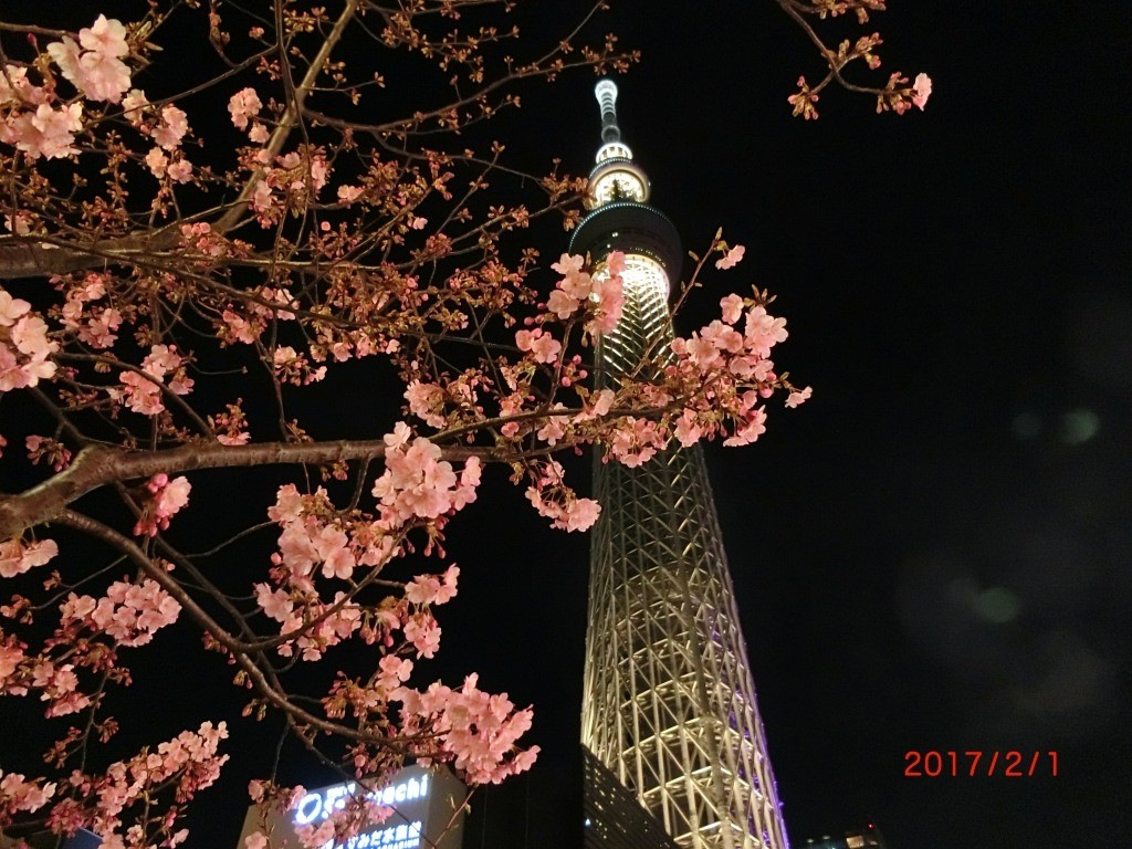我ら、すみれステーション！｜ブログ｜健和会訪問看護ステーション
