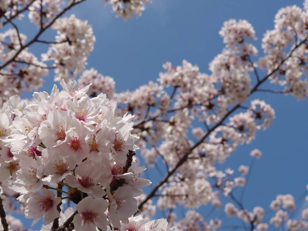 桜満開の下で