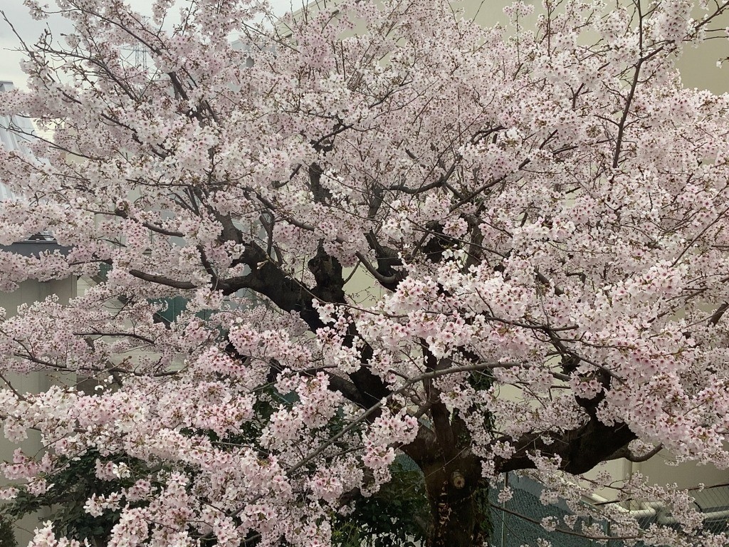 4月から新しい仲間が増えました！