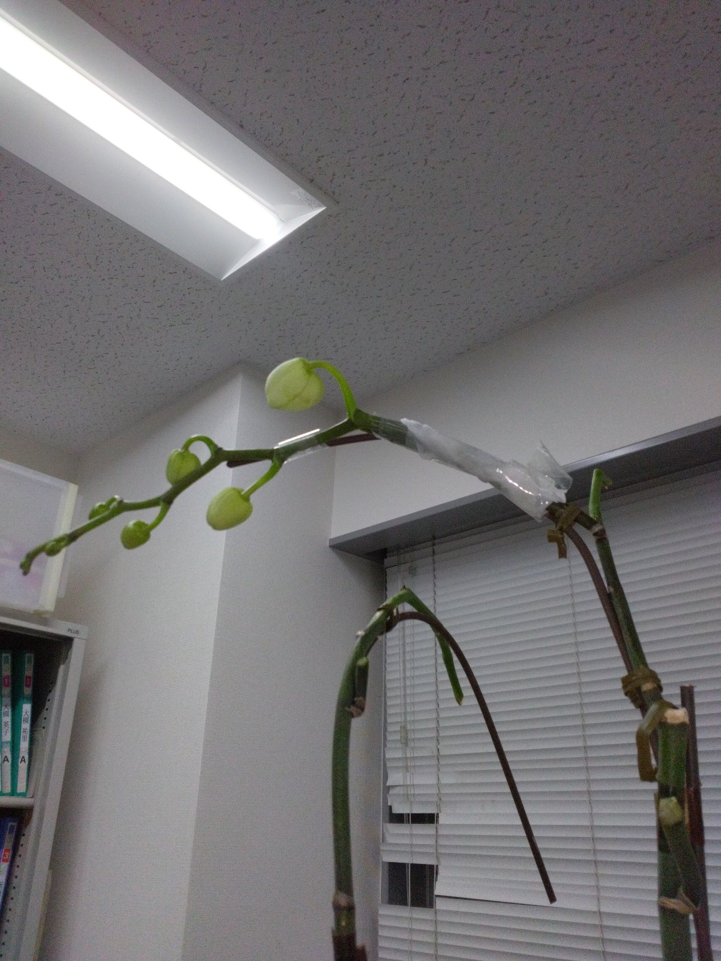 ～骨折したお花が教えてくれたこと～