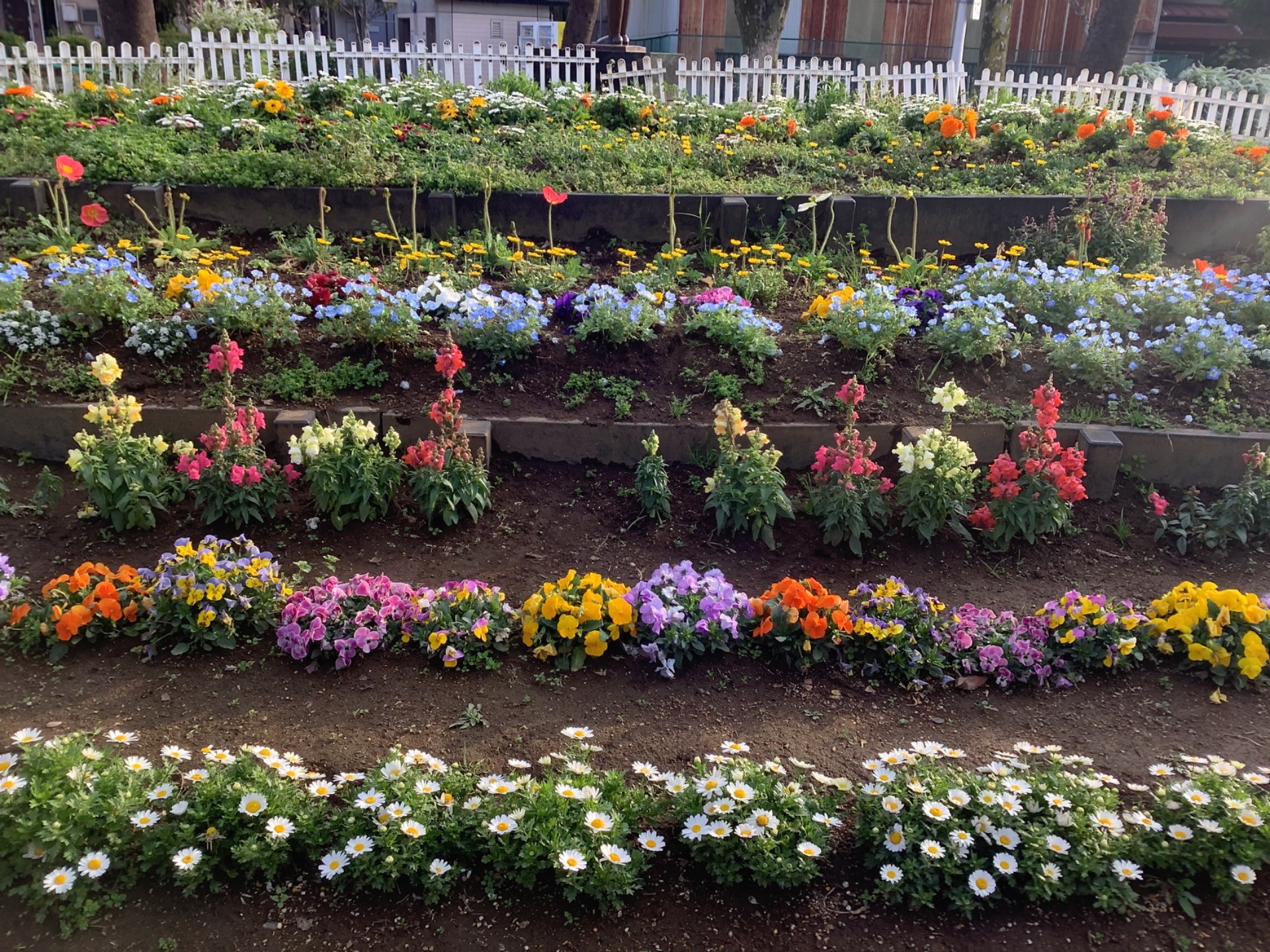 春が来ました！！！