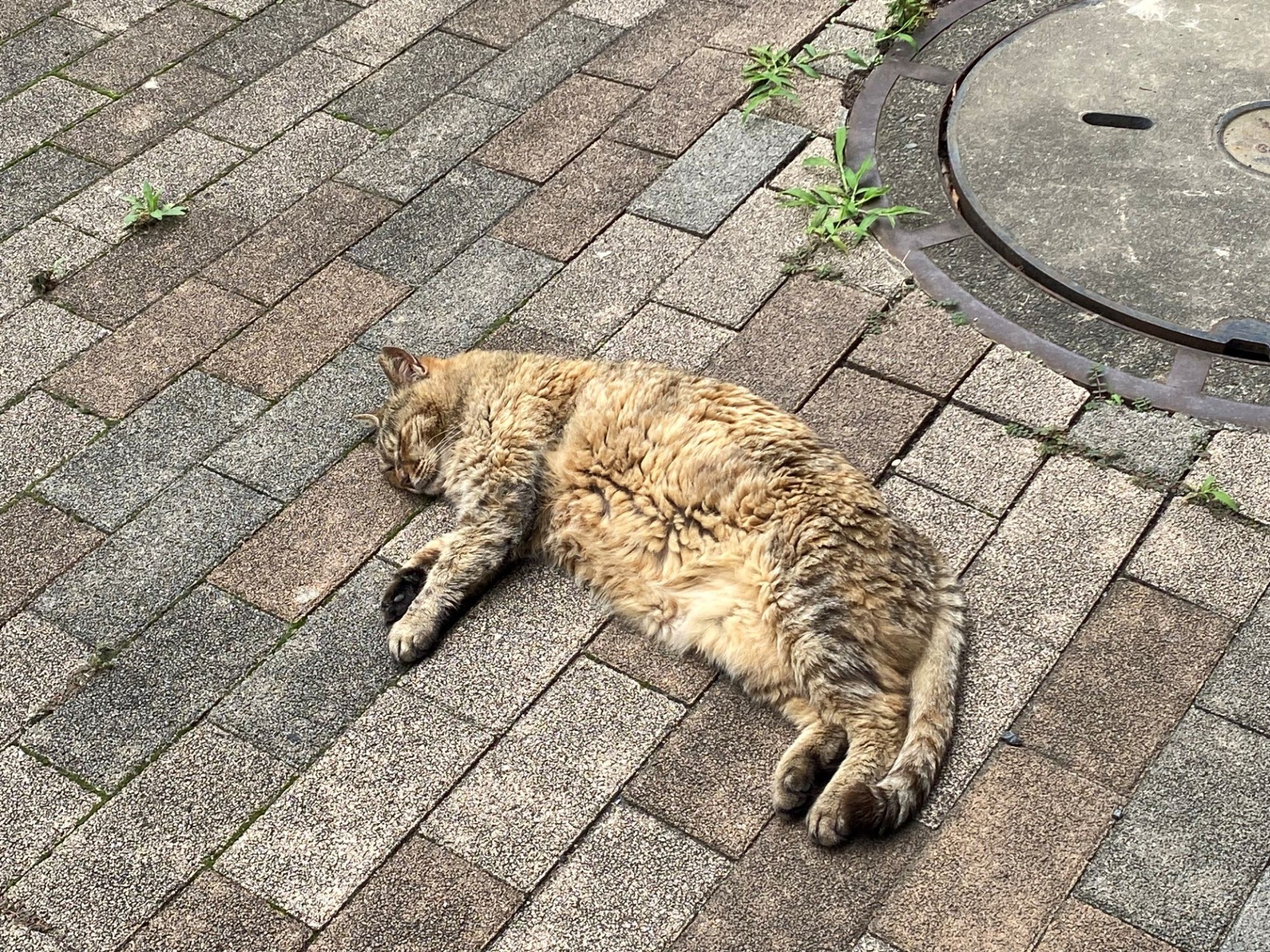 猫ちゃんとの癒しの時間